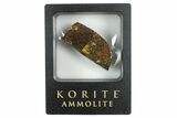 Iridescent Ammolite (Fossil Ammonite Shell) - Alberta #242978-1